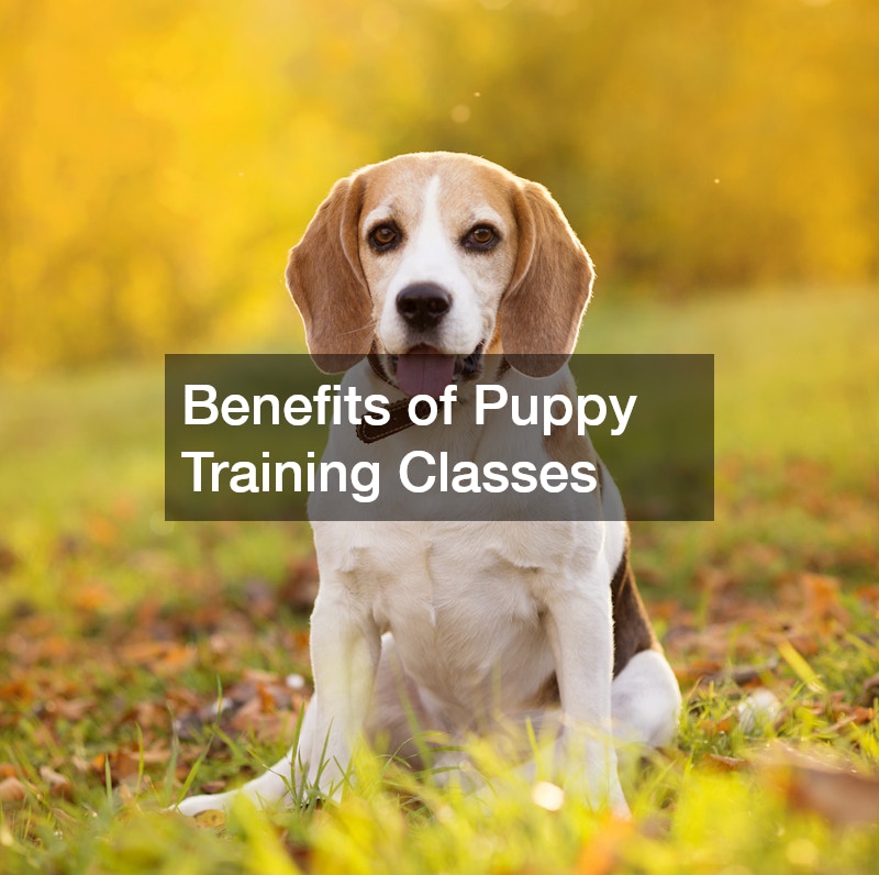 Benefits of Puppy Training Classes